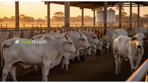 Banner OneHealth — saúde única conectando humanos e animais