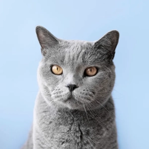 Um novo complexo de analogos sinteticos de odores felinos para auxiliar no bem estar dos gatos