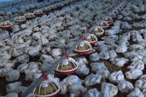 Rota da Sanidade Ceva Nordeste: atualização e imersão em saúde aviária com os especialistas da Ceva Saúde Animal