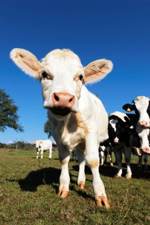 Diarreia em bezerros Como evitar