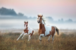 Cavalo e potro correndo em um campo