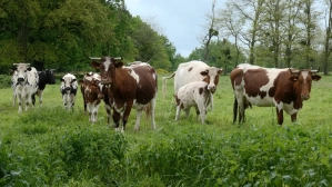 Por que a pecuária precisava de um eCG recombinante?