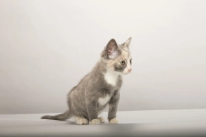 Como se preparar para a chegada de um gatinho?