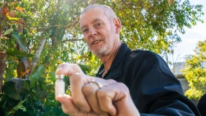 Primeira vacina contra clamídia em coalas aprovada no mundo