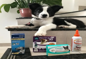 Projeto da Unidade de pets incentiva e celebra a adocao de caes e gatos