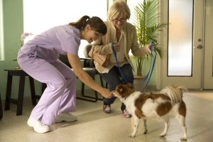 Doenças silenciosas em cães: como identificar sinais sutis e proteger a saúde do seu pet