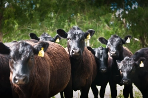 Bovinos em campo — soluções Ceva para pecuária
