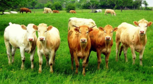 Ação de sustentabilidade do programa OnePlanet da Ceva