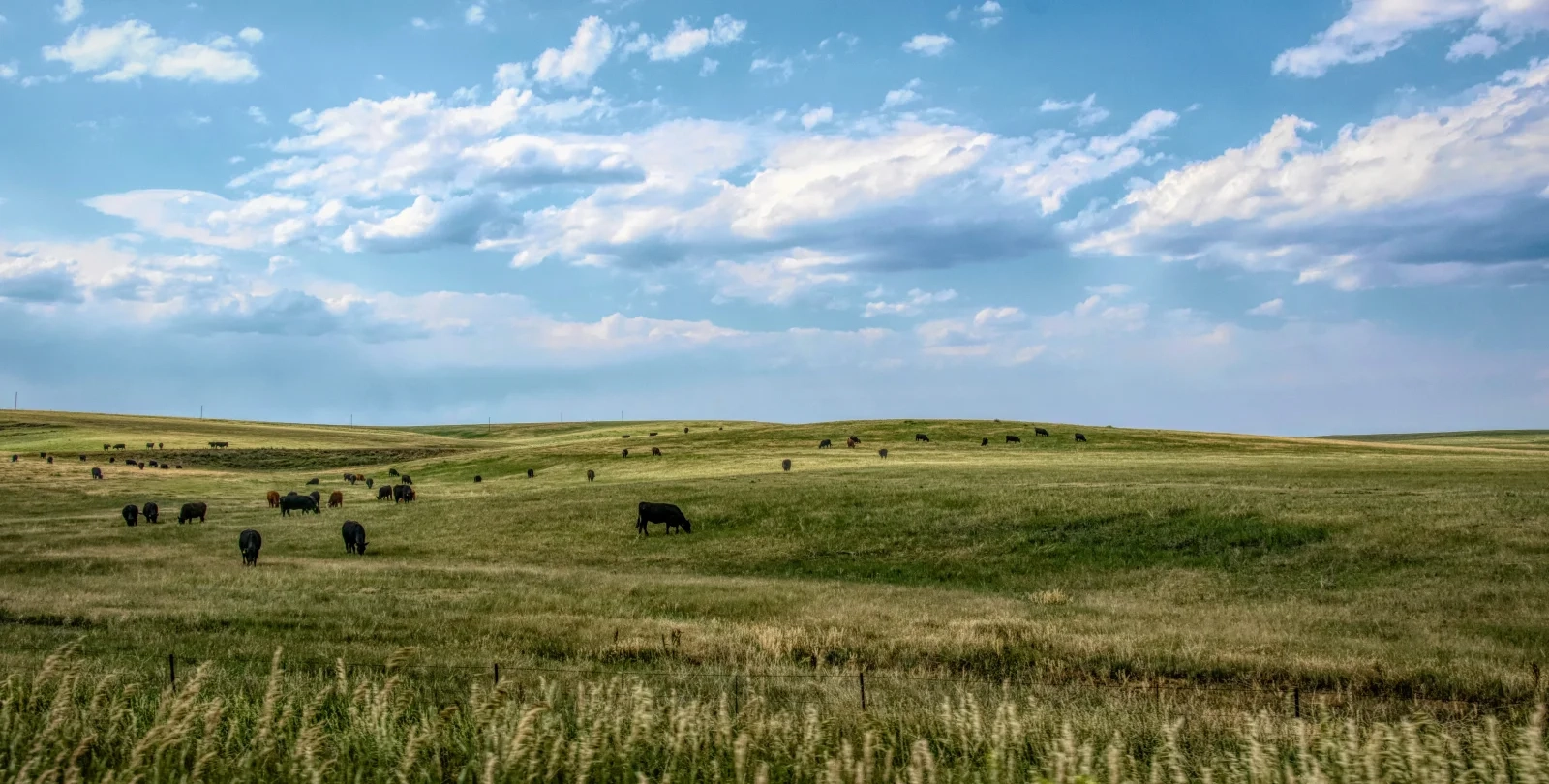 Paisagem com vacas pastando em campo verde
