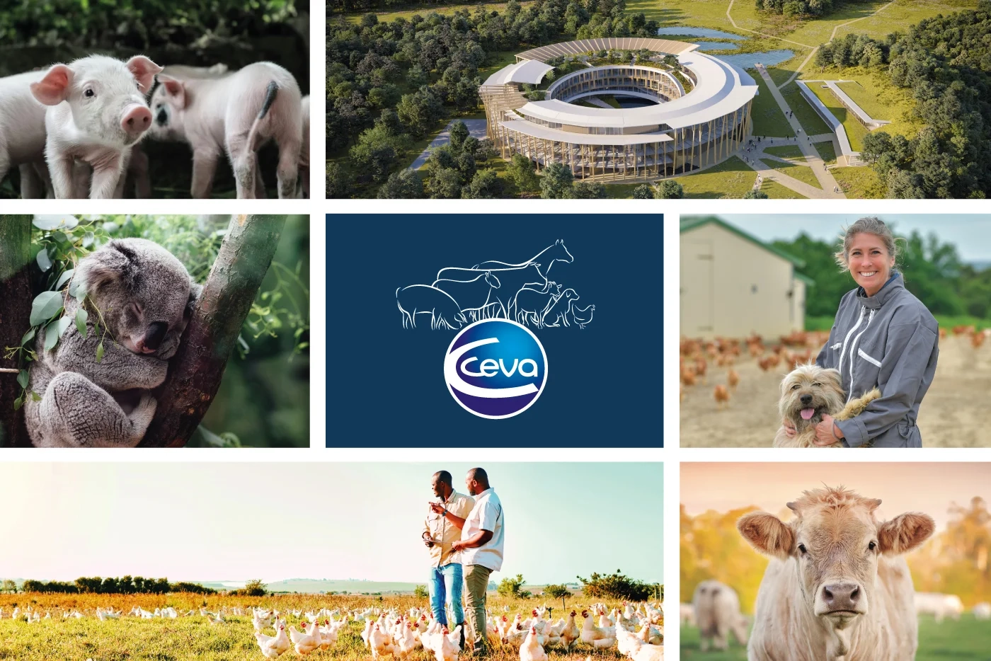 Colagem de imagens representando a Ceva Sa&uacute;de Animal no mundo