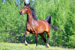 Cavalos galopando em campo aberto — soluções Ceva para equinos