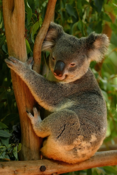 Projeto de preserva&ccedil;&atilde;o ambiental OnePlanet da Ceva
