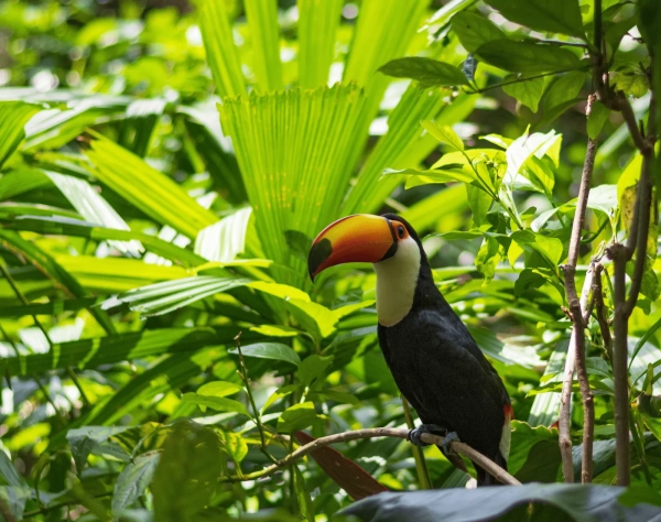 tucano na floresta