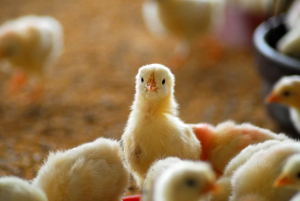 pintinho olhando para n&oacute;s