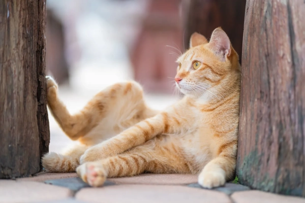 Gato fazendo uma postura de ioga