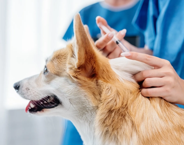 ONE HEALTH - MEDICINA PREVENTIVA