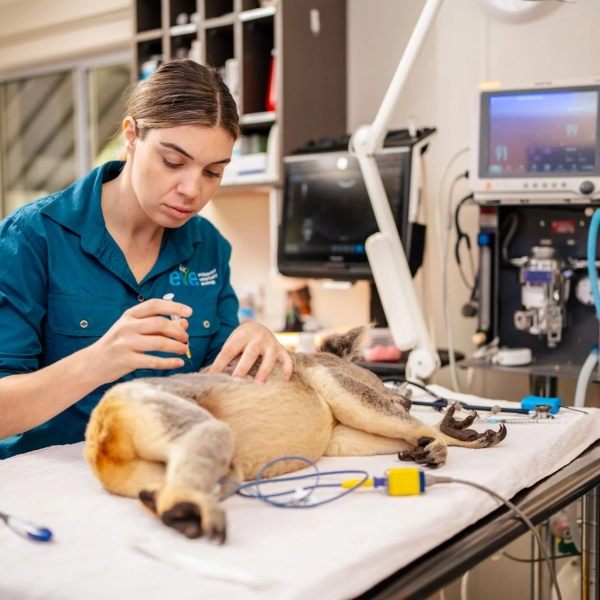 veterinarian working on a koala