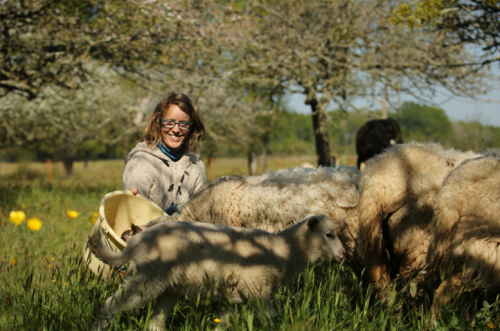 Criadora alimentando suas ovelhas no pasto